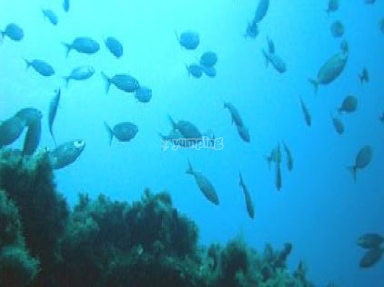 Fondo submarino Fondo submarino